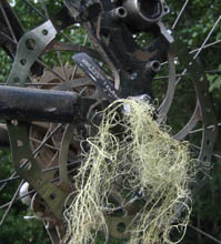 Comfi Numb - Whistler